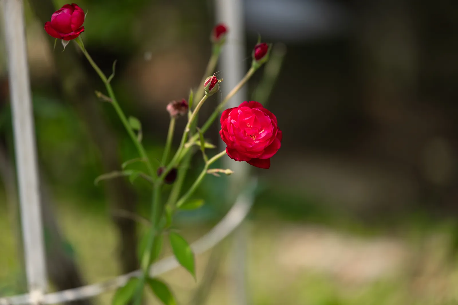 Ảnh nghỉ dưỡng 16